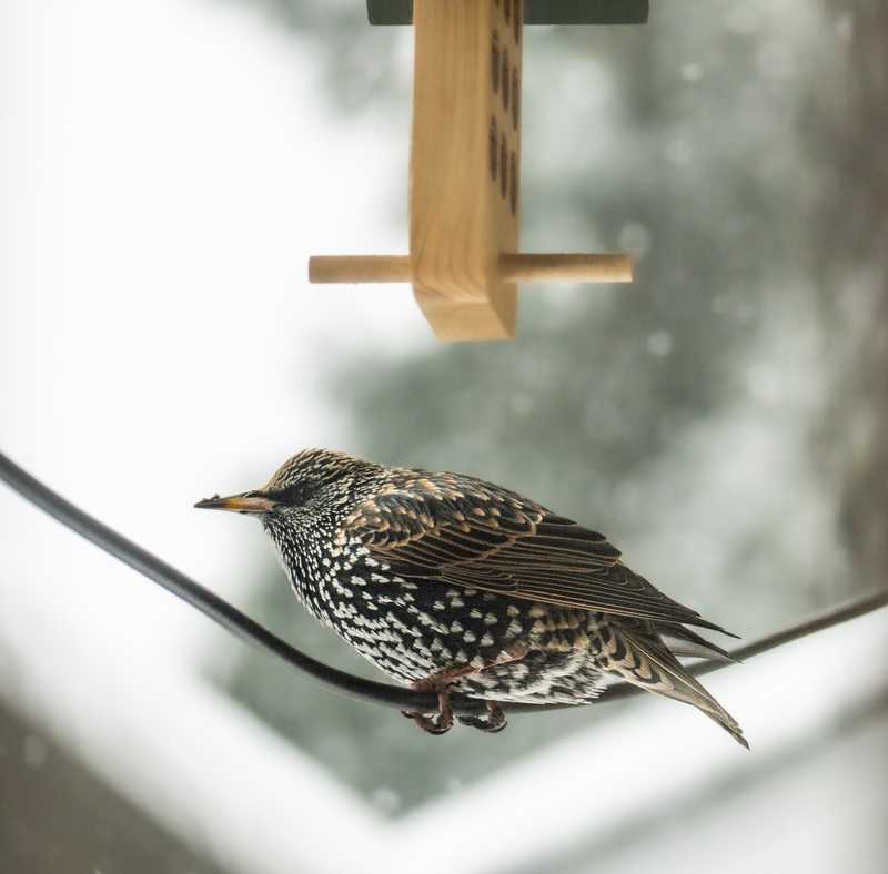 Common starling on cable