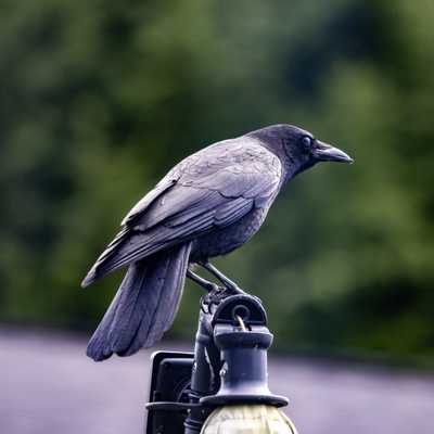 American crow on patio umbrella