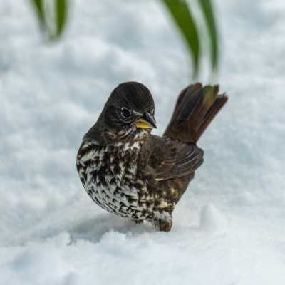 Fox sparrow on snow