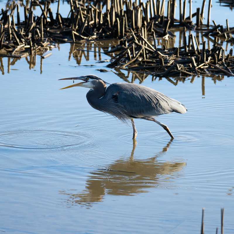 Great blue heron in wetland