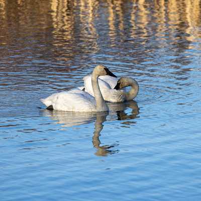 Trumpeter swans on water