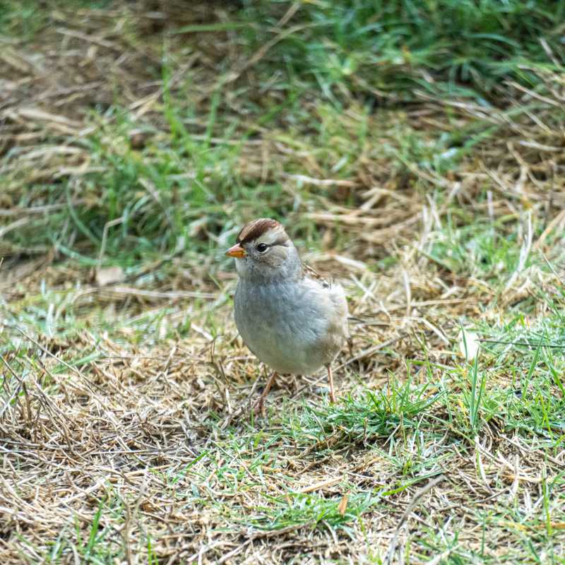 White-crowned sparrow on grass