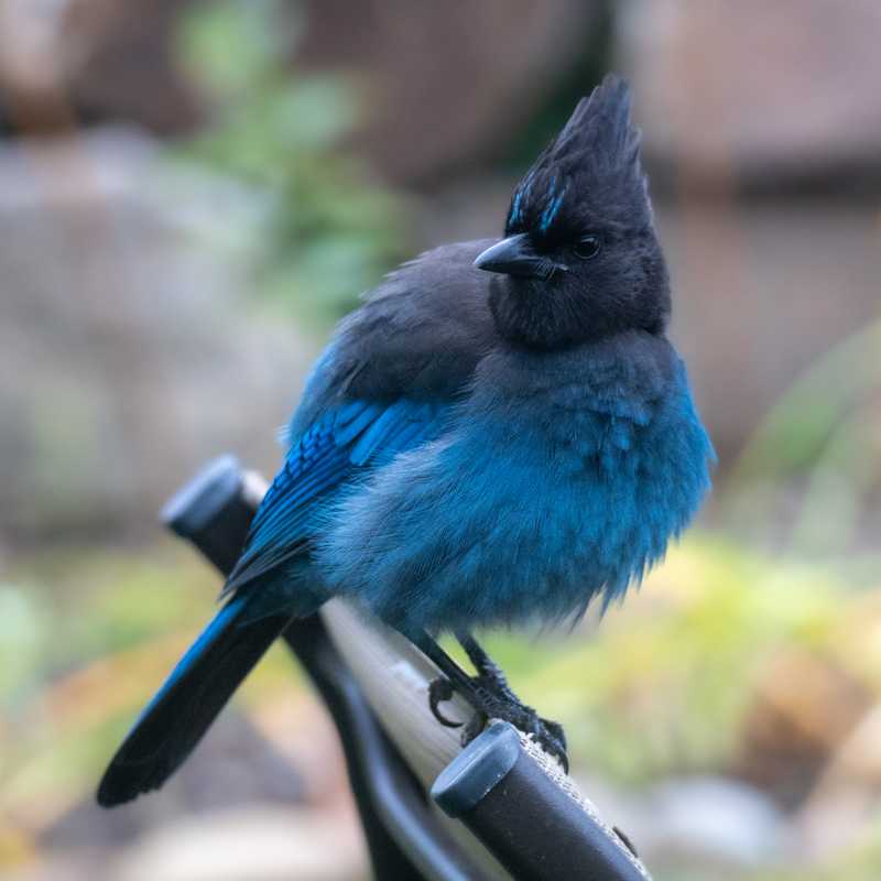 Steller's jay on back of chair