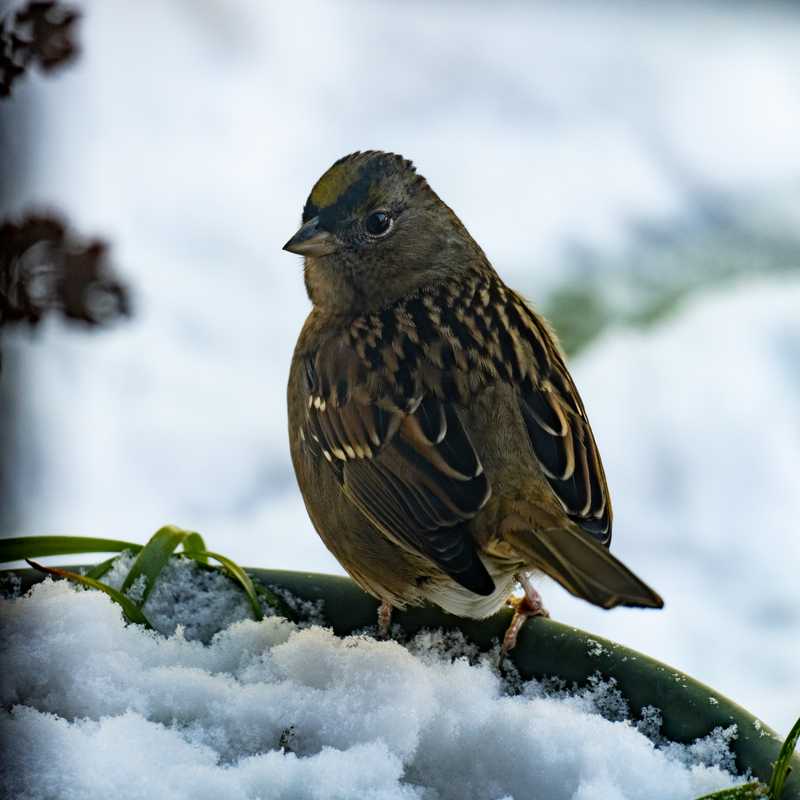 Golden-crowned sparrow on plant pot