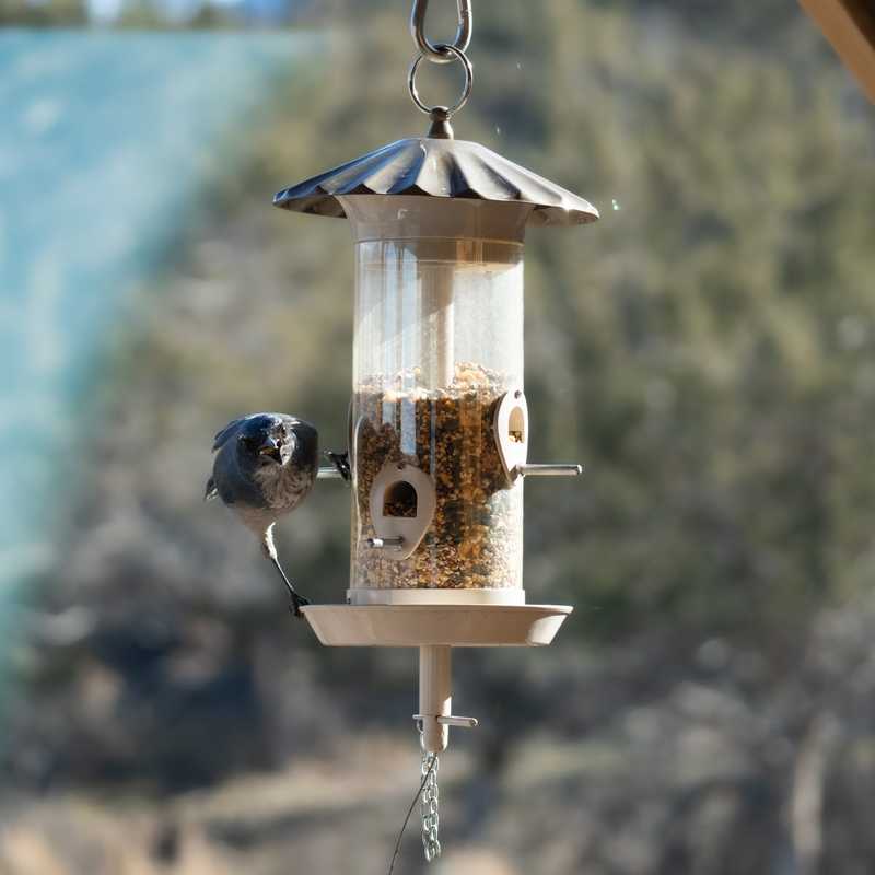 Woodhouse's scrub jay on bird feeder