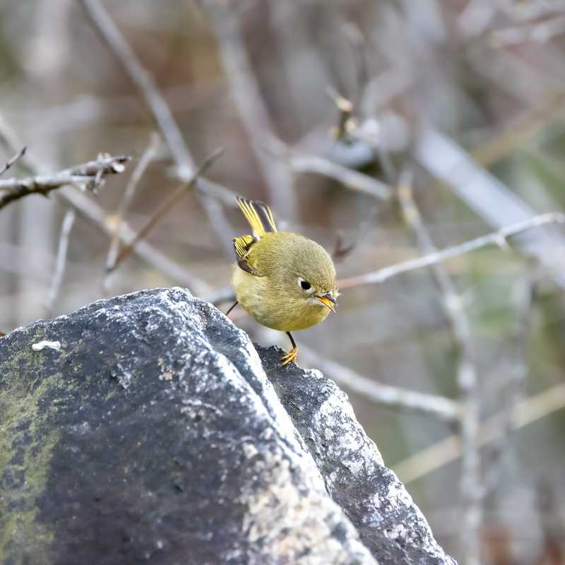 Ruby-crowned kinglet on boulder