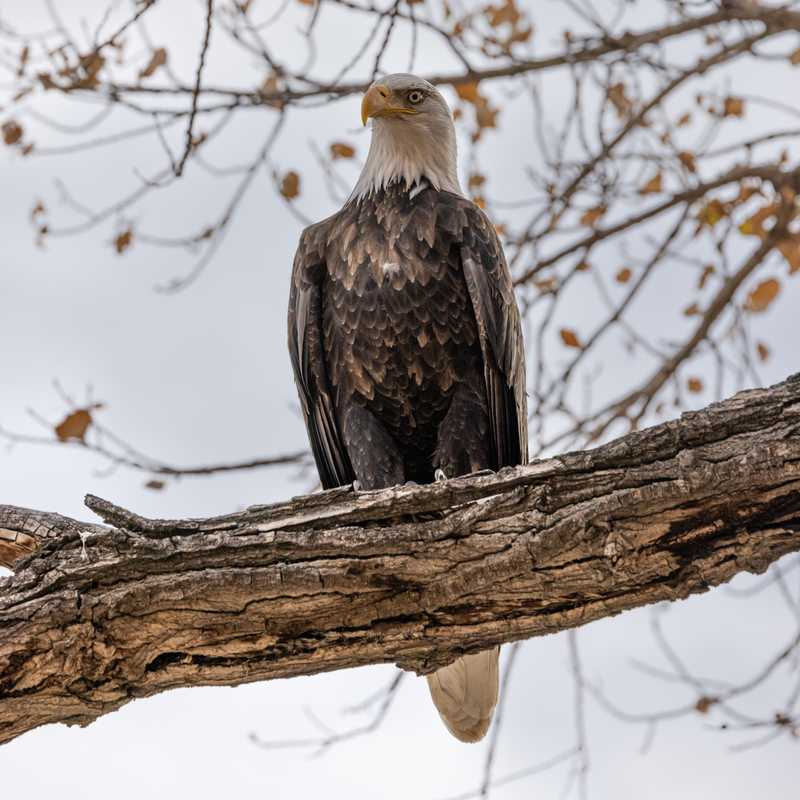 Bald eagle on tree branch