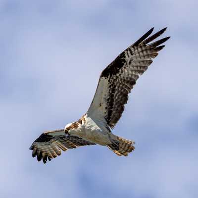 Osprey in flight