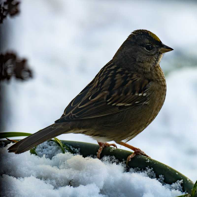 Golden-crowned sparrow on plant pot