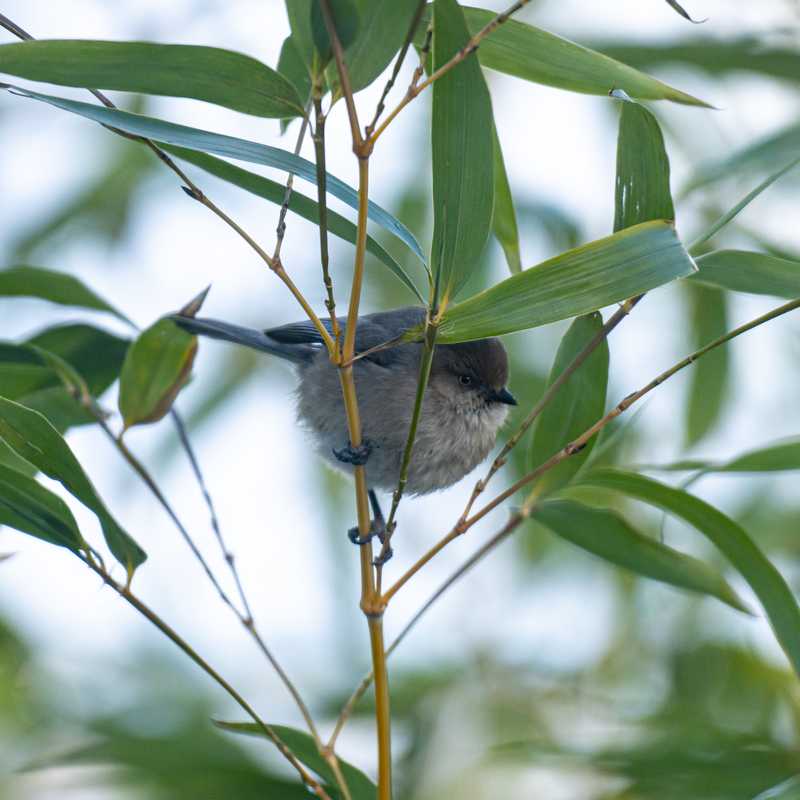 American bushtit on bamboo