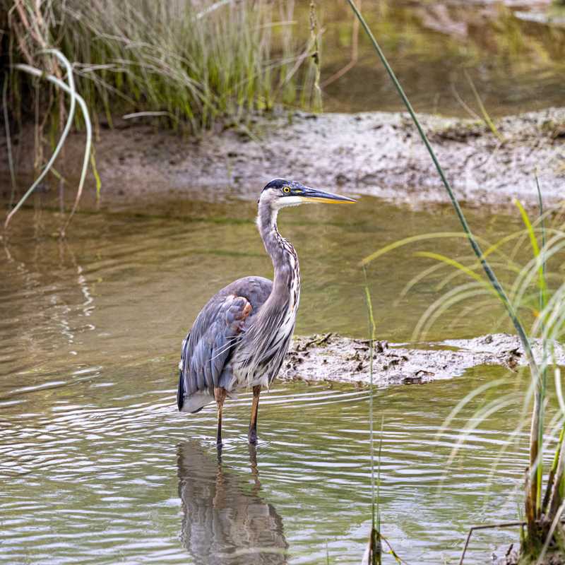 Great blue heron in wetland