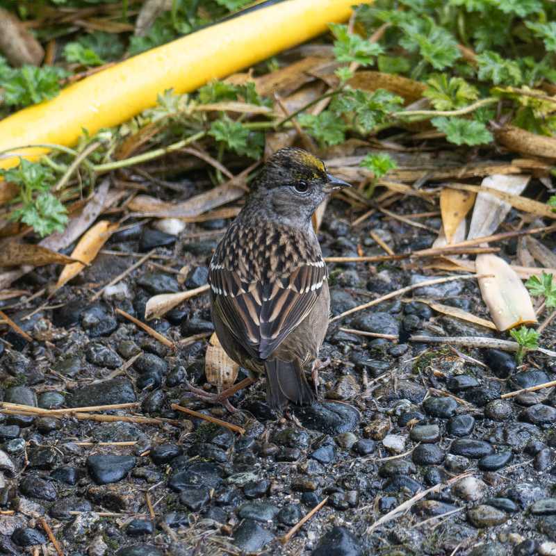 Golden-crowned sparrow on exposed aggregate concrete