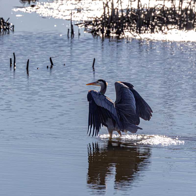 Great blue heron in wetland