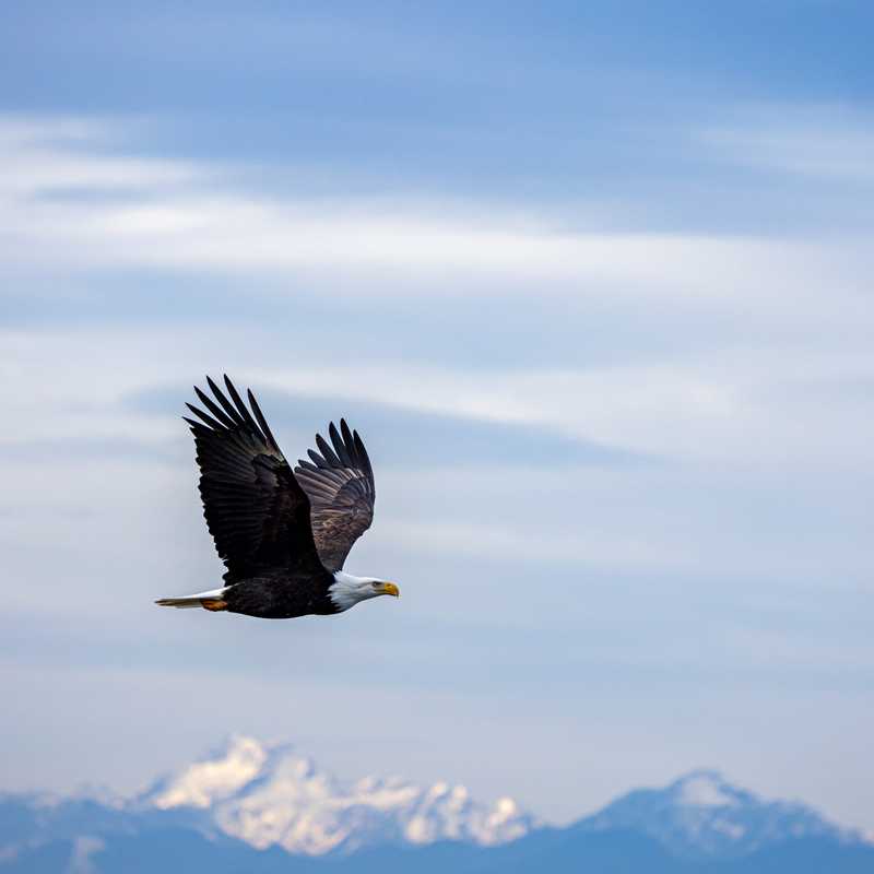 Bald eagle in flight